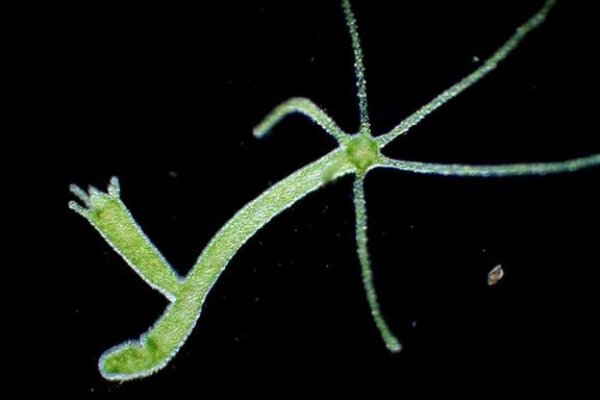 Где взять ссылку на кракен kraken014 com